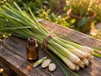 Tulpini de citronella legate în mănunchi și o sticluță de ulei esențial